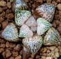 Хавортия (Haworthia Togenkyo 29ハオルチア　 ピクタ　桃原郷)